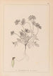 Herbier de la flore française Pl0240 - Louis Antoine Cusin — weergave van het kunstwerk