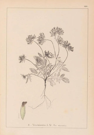 Louis Antoine Cusin - Herbier de la flore franaise Pl0240.webp
