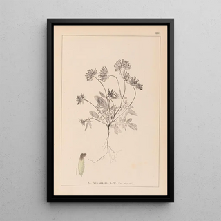 Louis Antoine Cusin - Herbier de la flore franaise Pl0240.webp
