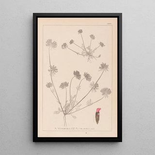 Louis Antoine Cusin - Herbier de la flore franaise Pl0241.webp
