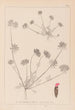 Herbier de la flore française Pl0241 - Louis Antoine Cusin — weergave van het kunstwerk
