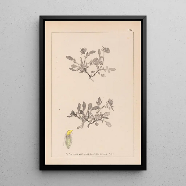 Louis Antoine Cusin - Herbier de la flore franaise Pl0242.webp