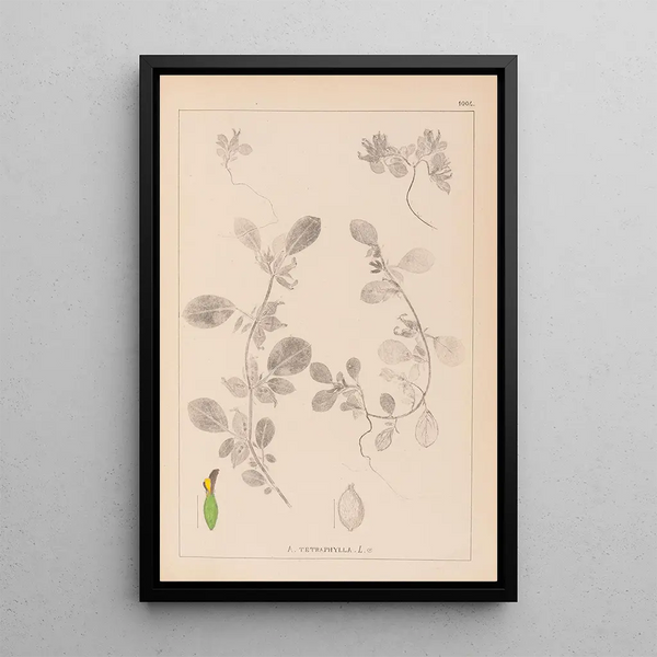 Louis Antoine Cusin - Herbier de la flore franaise Pl0243.webp