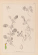 Herbier de la flore française Pl0243 - Louis Antoine Cusin — weergave van het kunstwerk