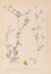 Herbier de la flore française Pl0244 - Louis Antoine Cusin — weergave van het kunstwerk