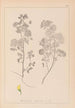 Herbier de la flore française Pl0245 - Louis Antoine Cusin — weergave van het kunstwerk