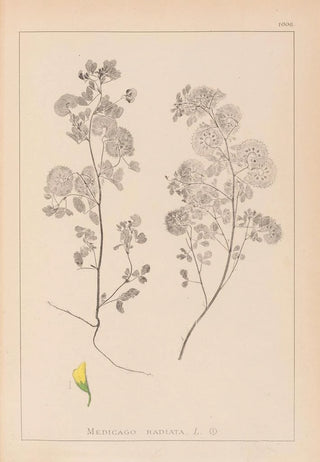 Louis Antoine Cusin - Herbier de la flore franaise Pl0245.webp