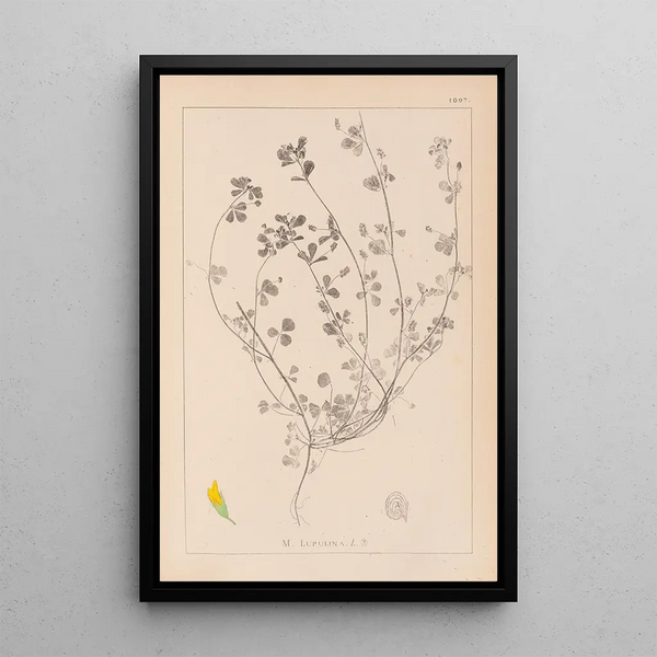 Louis Antoine Cusin - Herbier de la flore franaise Pl0246.webp