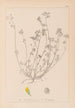 Herbier de la flore française Pl0247 - Louis Antoine Cusin — weergave van het kunstwerk