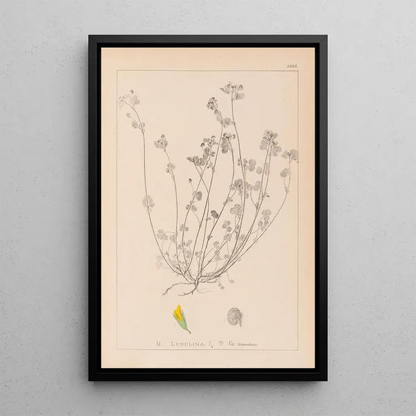 Louis Antoine Cusin - Herbier de la flore franaise Pl0247.webp