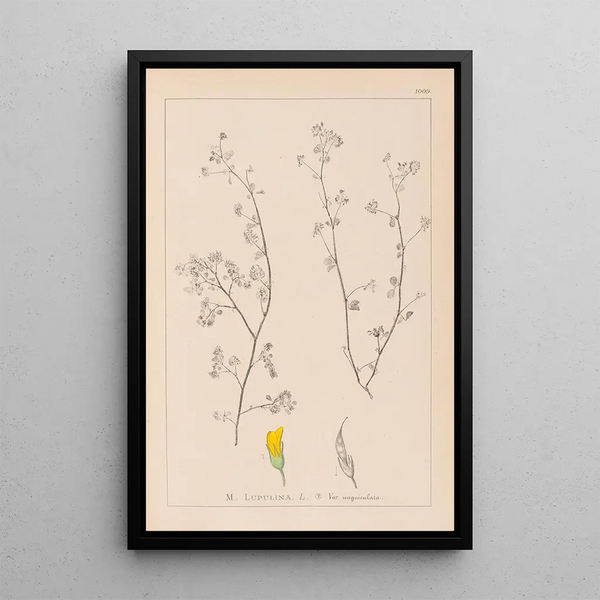 Louis Antoine Cusin - Herbier de la flore franaise Pl0248.webp