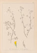 Herbier de la flore française Pl0248 - Louis Antoine Cusin — weergave van het kunstwerk