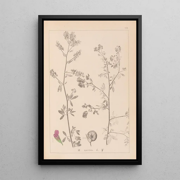 Louis Antoine Cusin - Herbier de la flore franaise Pl0252.webp