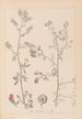 Herbier de la flore française Pl0252 - Louis Antoine Cusin — weergave van het kunstwerk