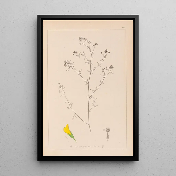 Louis Antoine Cusin - Herbier de la flore franaise Pl0253.webp