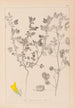 Herbier de la flore française Pl0254 - Louis Antoine Cusin — weergave van het kunstwerk