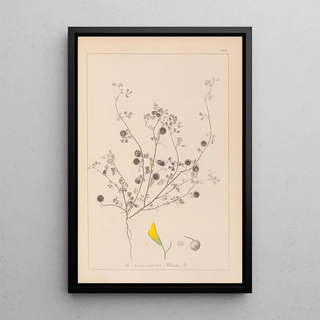 Louis Antoine Cusin - Herbier de la flore franaise Pl0257.webp