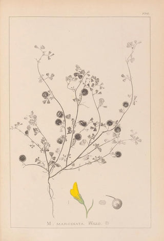 Louis Antoine Cusin - Herbier de la flore franaise Pl0257.webp