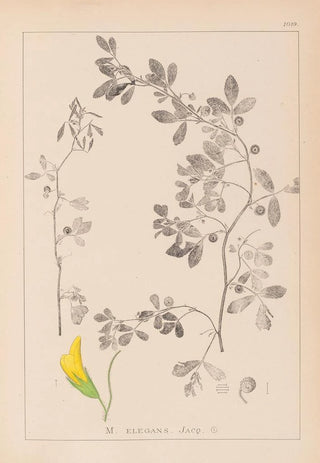 Louis Antoine Cusin - Herbier de la flore franaise Pl0258.webp