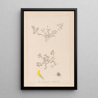 Louis Antoine Cusin - Herbier de la flore franaise Pl0262.webp