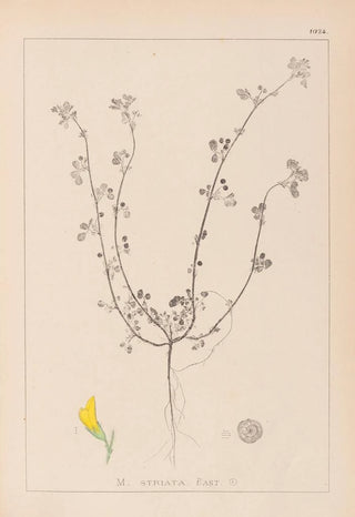 Louis Antoine Cusin - Herbier de la flore franaise Pl0263.webp