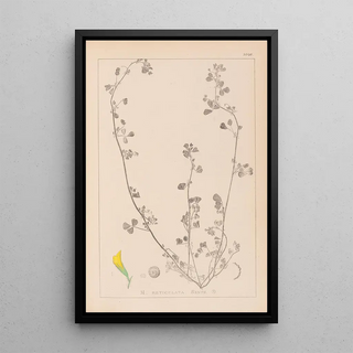 Louis Antoine Cusin - Herbier de la flore franaise Pl0264.webp