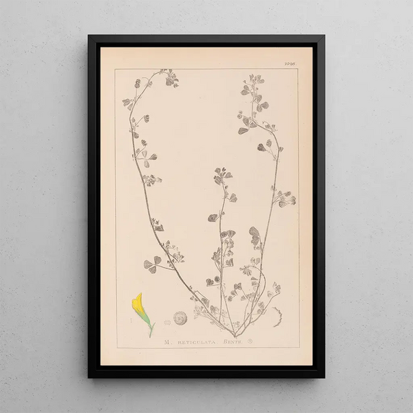 Louis Antoine Cusin - Herbier de la flore franaise Pl0264.webp