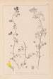 Herbier de la flore française Pl0266 - Louis Antoine Cusin — weergave van het kunstwerk