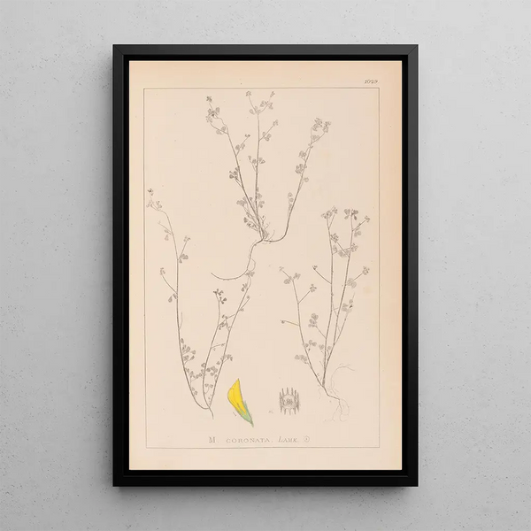 Louis Antoine Cusin - Herbier de la flore franaise Pl0267.webp