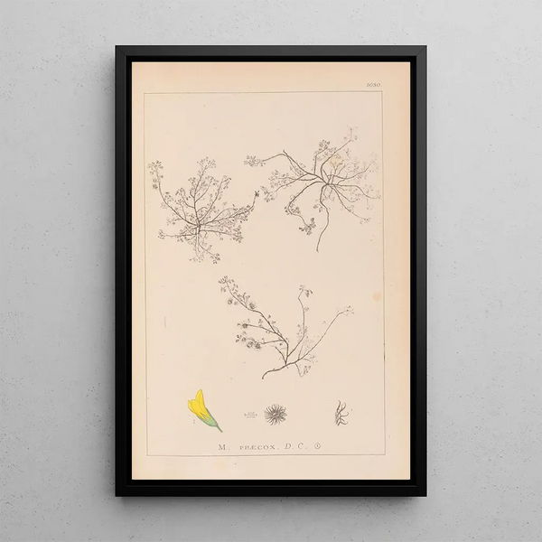 Louis Antoine Cusin - Herbier de la flore franaise Pl0268.webp