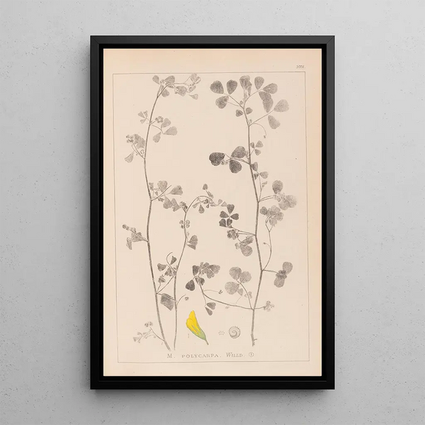 Louis Antoine Cusin - Herbier de la flore franaise Pl0269.webp