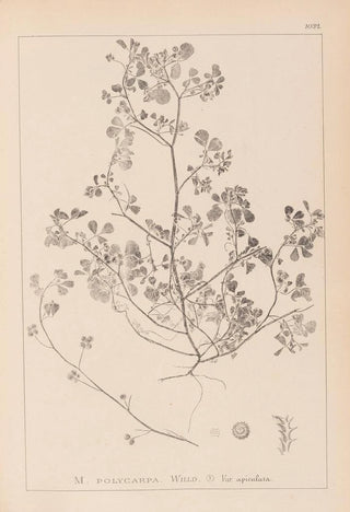 Louis Antoine Cusin - Herbier de la flore franaise Pl0270.webp