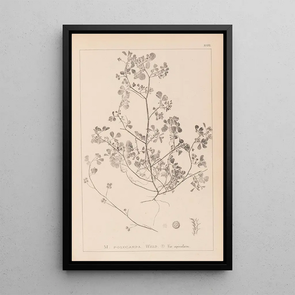 Louis Antoine Cusin - Herbier de la flore franaise Pl0270.webp
