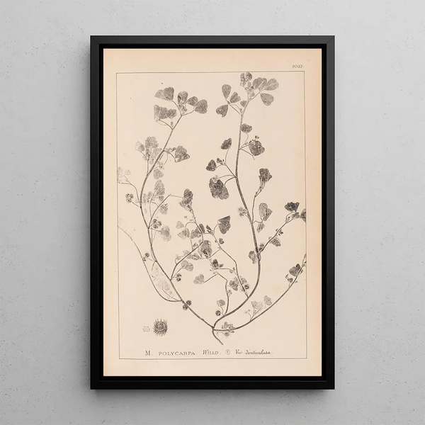 Louis Antoine Cusin - Herbier de la flore franaise Pl0271.webp