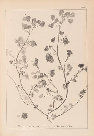 Louis Antoine Cusin - Herbier de la flore franaise Pl0271.webp