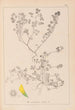 Herbier de la flore française Pl0272 - Louis Antoine Cusin — weergave van het kunstwerk