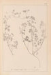 Herbier de la flore française Pl0273 - Louis Antoine Cusin — weergave van het kunstwerk