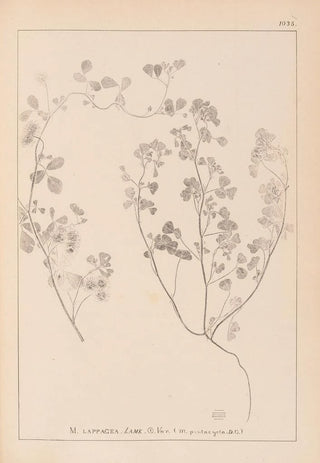 Louis Antoine Cusin - Herbier de la flore franaise Pl0273.webp