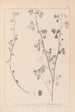 Herbier de la flore française Pl0274 - Louis Antoine Cusin — weergave van het kunstwerk