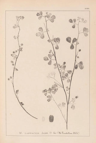 Louis Antoine Cusin - Herbier de la flore franaise Pl0274.webp