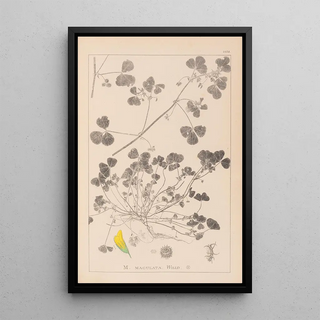 Louis Antoine Cusin - Herbier de la flore franaise Pl0276.webp