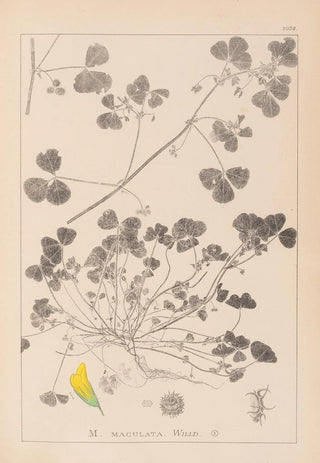 Louis Antoine Cusin - Herbier de la flore franaise Pl0276.webp
