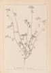 Herbier de la flore française Pl0278 - Louis Antoine Cusin — weergave van het kunstwerk