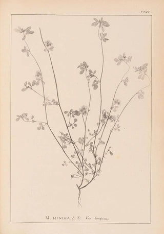 Louis Antoine Cusin - Herbier de la flore franaise Pl0278.webp