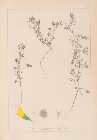 Louis Antoine Cusin - Herbier de la flore franaise Pl0280.webp