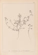 Herbier de la flore française Pl0281 - Louis Antoine Cusin — weergave van het kunstwerk