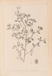 Herbier de la flore française Pl0282 - Louis Antoine Cusin — weergave van het kunstwerk