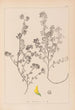 Herbier de la flore française Pl0283 - Louis Antoine Cusin — weergave van het kunstwerk