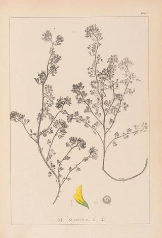 Louis Antoine Cusin - Herbier de la flore franaise Pl0283.webp