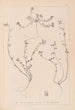 Herbier de la flore française Pl0285 - Louis Antoine Cusin — weergave van het kunstwerk
